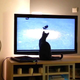 Illustration for article titled Steam Link - The PHC Review (With Cat Pictures)